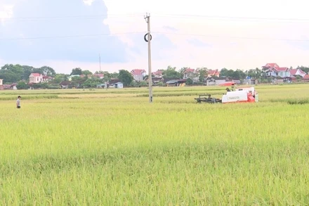 Nông dân Thanh Hóa gặt lúa trước bão.
