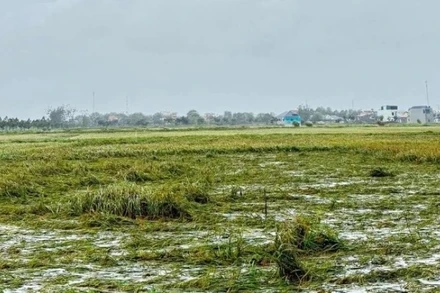 Đồng lúa ngập úng tại Thanh Hóa.