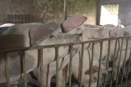 Dịch tả lợn châu Phi lan rộng tại Thanh Hóa.