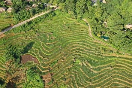 Pù Luông mùa lúa chín.