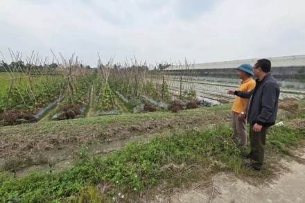 Thanh Hóa triển khai trồng cây vụ đông.