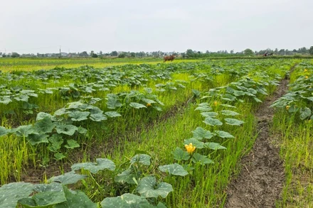 Thanh Hóa phấn đấu trồng 46.000ha cây vụ đông.