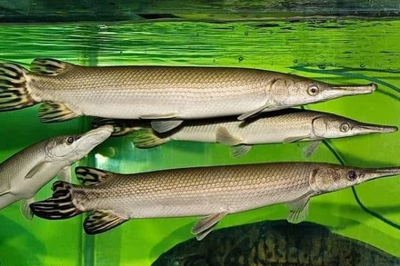 Cá sấu hỏa tiễn. (Ảnh: MXH)