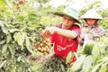 Vườn nhãn Hương Chi trồng trên vùng dung nham núi lửa của gia đình ông Hoàng Văn Đằng đã bước vào giai đoạn thu hoạch chính vụ.