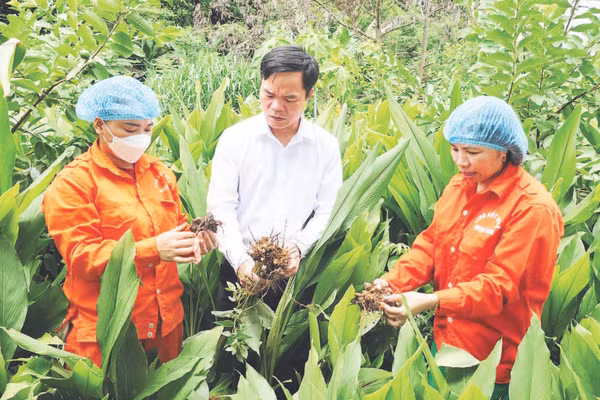 Cán bộ kỹ thuật Hợp tác xã Nông lâm nghiệp tổng hợp Ngọc Sơn kiểm tra chất lượng củ nghệ trước khi thu hoạch, chế biến.