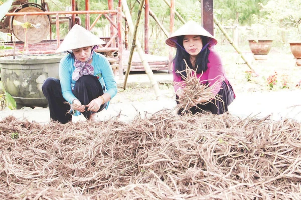 Hợp tác xã Nông nghiệp xanh Gò Nổi sẵn sàng nguồn nguyên liệu xanh tại địa phương.