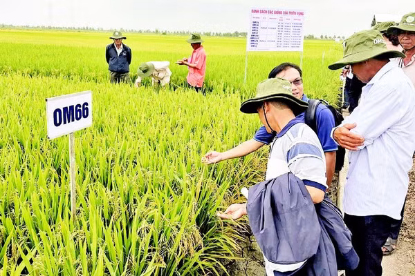 Nông dân tham quan ruộng thực nghiệm giống lúa triển vọng OM66.