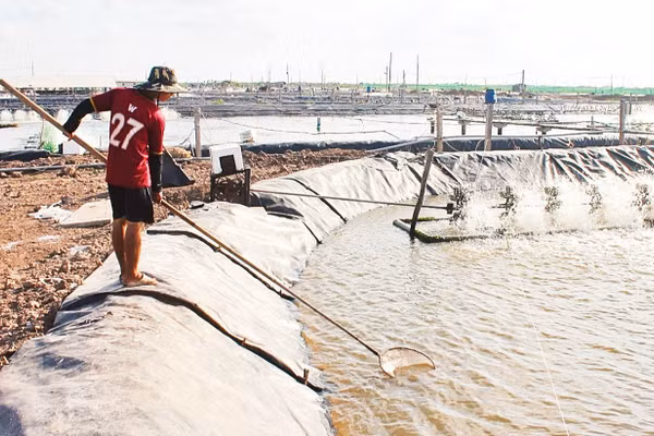 Chăm sóc tôm nuôi tại Hợp tác xã nuôi trồng thủy sản Vĩnh Tân.