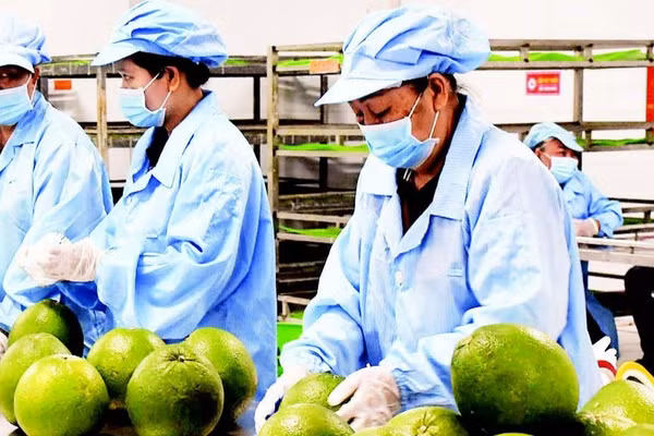 Xử lý bưởi trước khi xuất khẩu ở tỉnh Vĩnh Long.