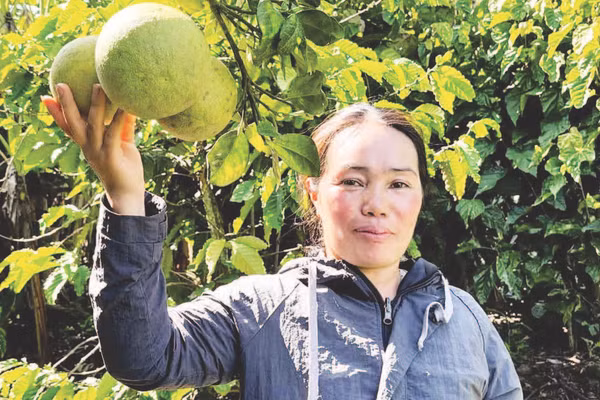 Chị Ka Hồng trong vườn bưởi da xanh của gia đình.