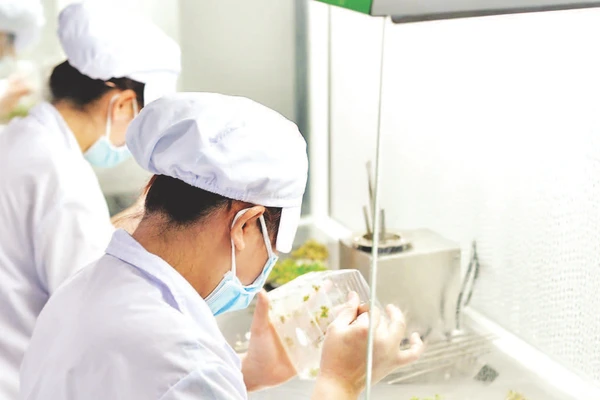 Sản xuất giống rau, hoa bằng phương pháp nuôi cấy mô tại một doanh nghiệp ở Lâm Đồng.