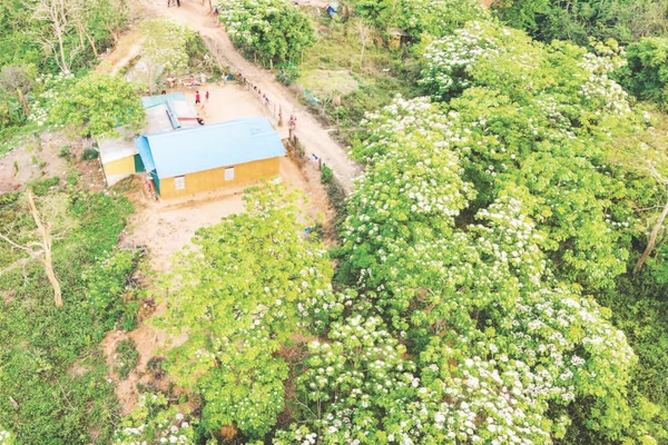 Cây trẩu trồng quanh vườn nhà người dân ở xã Hướng Phùng, tỉnh Quảng Trị đã ra hoa, kết trái cho thu hoạch.