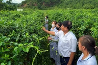 Anh Phạm Việt Trung giới thiệu đặc tính tác dụng của cây dây thìa canh.