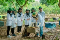 Mô hình nuôi ong tại Trung tâm Nghiên cứu Ong và Nuôi ong nhiệt đới. (Ảnh: Học viện Nông nghiệp Việt Nam). 