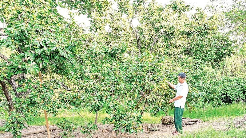 Hồng không hạt Bảo Hà được công nhận là sản phẩm OCOP, mở ra cơ hội xây dựng thương hiệu nông sản địa phương.