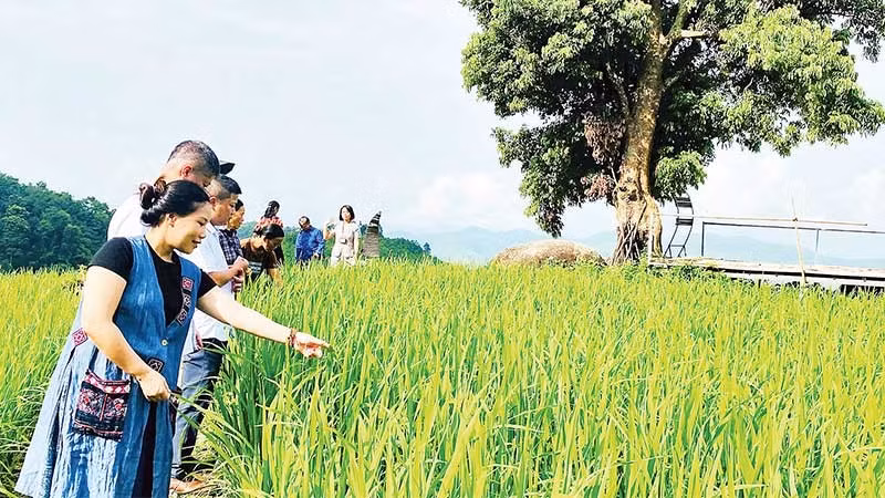 Hợp tác xã Yến Dương phối hợp Sở Khoa học và Công nghệ Thái Nguyên khảo sát xây dựng chỉ dẫn địa lý cho cây lúa nếp Tài ở xã Thượng Minh. (Ảnh MA NINH)