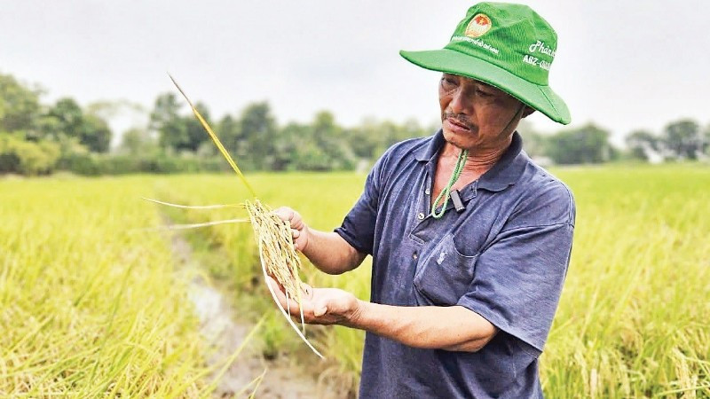 Nông dân Tây Ninh trồng lúa sạch, hiệu quả kinh tế cao.
