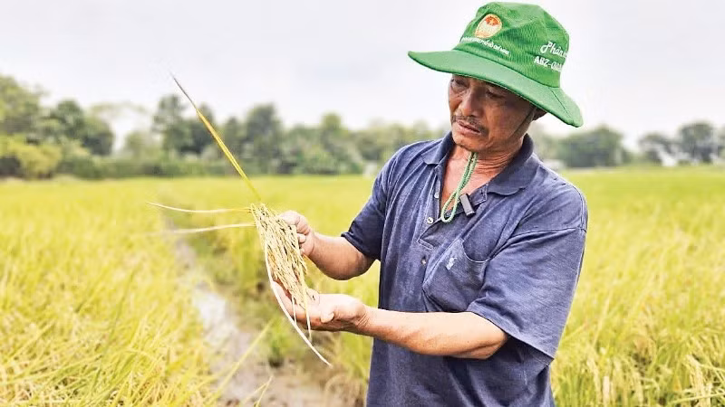 Nông dân Tây Ninh trồng lúa sạch, hiệu quả kinh tế cao.