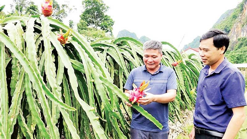 Nông dân phường Chiềng An phát triển mô hình thanh long ruột đỏ. (Ảnh NGUYỄN YẾN)