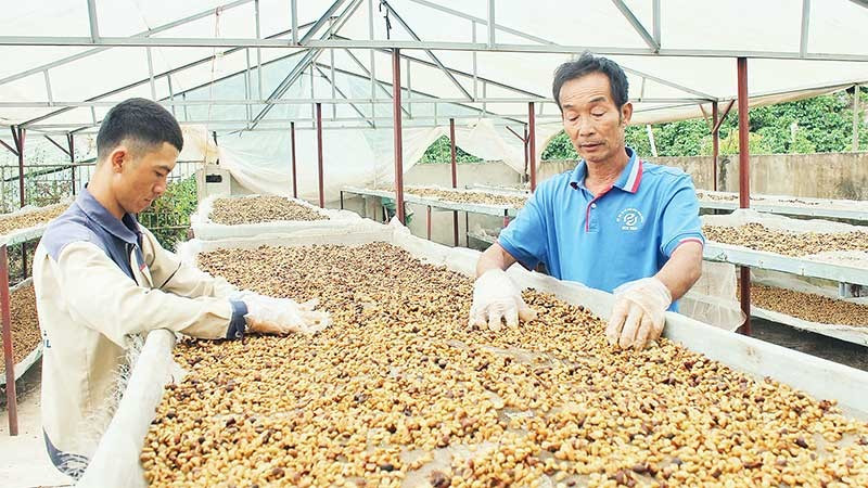 Nhờ đổi mới đồng bộ từ giống, quy trình và công nghệ, đến nay 97% sản lượng cà-phê đặc sản của hợp tác xã được xuất khẩu sang hơn 20 quốc gia.