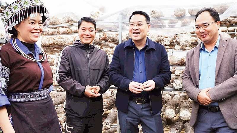 Đồng chí Giàng A Câu, Bí thư Đảng ủy xã Mù Cang Chải (người đứng ngoài cùng bên phải) tham gia kiểm tra việc trồng nấm xuất khẩu trên địa bàn.