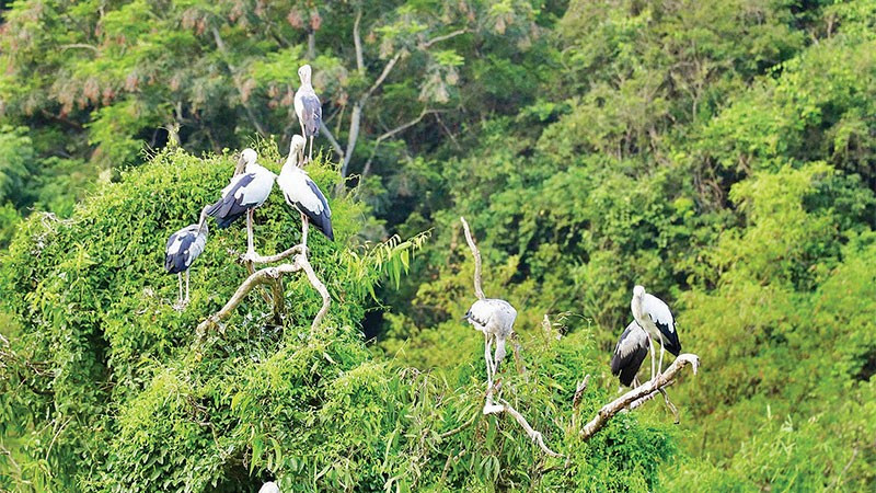 Hơn 40 loài chim quần tụ, sinh sống tại Khu du lịch sinh thái Thung Nham, Ninh Bình.