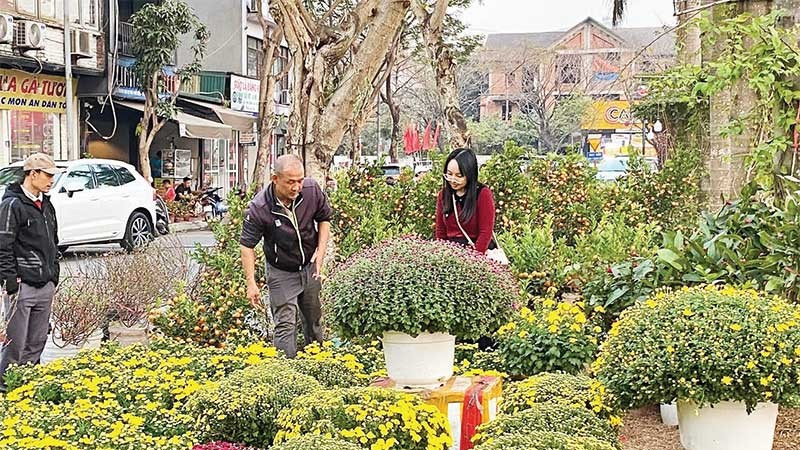 Người dân mua sắm hoa, cây cảnh chơi Tết sớm.