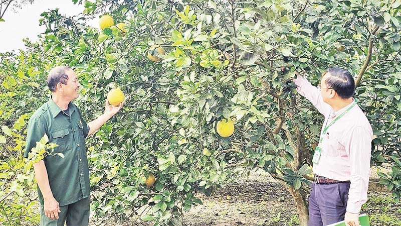 Từ nguồn vốn vay của Ngân hàng Chính sách xã hội, nông dân tỉnh Quảng Trị có điều kiện để đầu tư xây dựng trang trại.