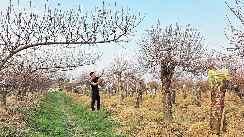 Anh Trịnh Văn Hiệu, thôn 8, xã Xuân Du trong vườn đào của gia đình.
