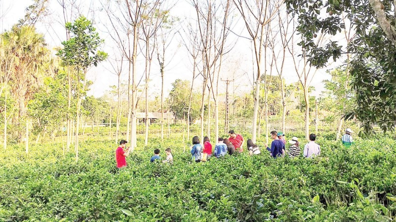 Những mô hình du lịch sinh thái như Trang trại đồng quê Ba Vì ngày càng được du khách ưa chuộng.