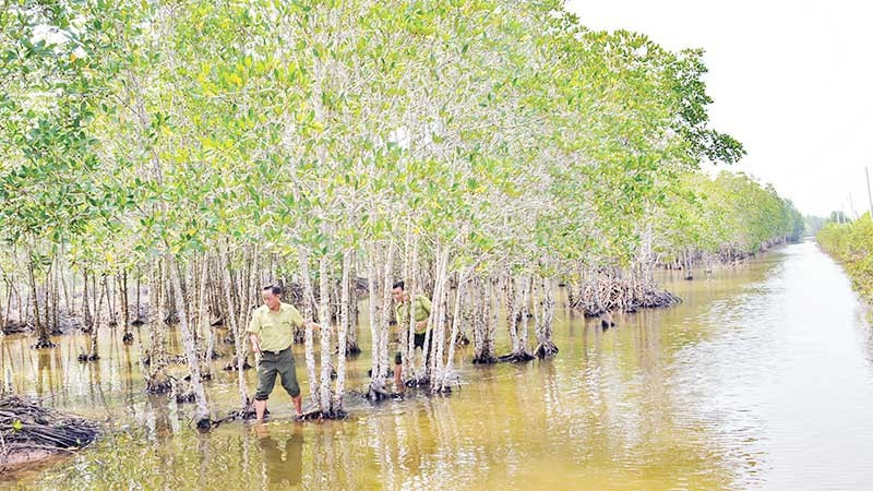 Rừng đước ở vùng ven biển các xã khu vực Bạc Liêu (nay thuộc tỉnh Cà Mau) như “lá chắn mềm” bảo vệ vững chắc tuyến đê phòng hộ của tỉnh.