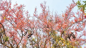 Bông ô môi khoe sắc một góc trời vùng biên giới của tỉnh Đồng Tháp.