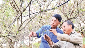 Ông Vàng A Vạng (bên phải) chia sẻ kinh nghiệm thâm canh mận trái vụ.
