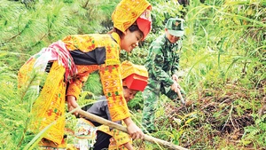 Cán bộ, chiến sĩ Đồn Biên phòng Ba Sơn, xã Cao Lâu, huyện Cao Lộc cùng người dân trồng cây trà hoa vàng.