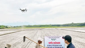 Huyện Đức Linh phối hợp với Trung tâm Khuyến nông tỉnh Bình Thuận trình diễn mô hình máy bay không người lái trong gieo sạ, phun thuốc.