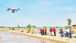 Nhiều hợp tác xã sạ lúa bằng thiết bị bay theo mô hình "Cánh đồng không dấu chân".