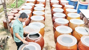 Ủ cá linh làm nước mắm.