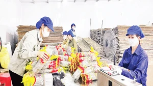 Công nhân đóng gói sản phẩm miến dong Bình Liêu.