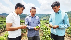 Bí thư Chi bộ kiêm Trưởng bản Phiêng Cài Tráng A Tủa (ở giữa) hướng dẫn bà con trồng chè.