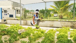 Một cơ sở trồng thủy canh ở ngoại ô Thủ đô La Havana. Ảnh: FAO