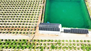 Điện mặt trời tại trang trại thanh long ở Bình Thuận. Ảnh: UNDP