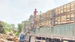 Năm nay, giá keo rừng trồng đạt ngưỡng cao nhất, người dân Sông Hinh phấn khởi mở rộng diện tích trên đất kém hiệu quả.