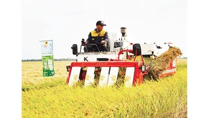 Máy cơ giới trình diễn thu hoạch lúa chất lượng cao, phát thải thấp.