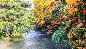 Sắc hoa trang bên suối