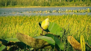 Hoàng hôn bên bãi sen trắng