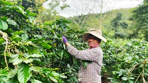 Cây cà-phê càng phát triển mạnh mẽ nhờ thảm xanh liền kề.