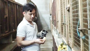 Nuôi chồn không cần chi phí lớn, thức ăn của chúng chủ yếu là quả chuối chín.