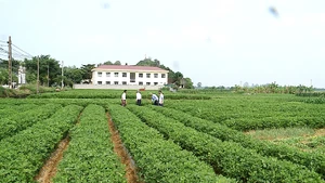 Một cánh đồng xen canh ở Hợp tác xã Quảng Bình.
