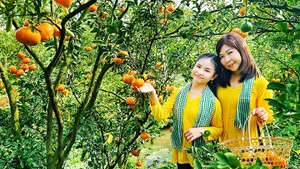 Rực rỡ vườn xuân