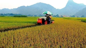Đồng ruộng Chiềng Ken hôm nay.